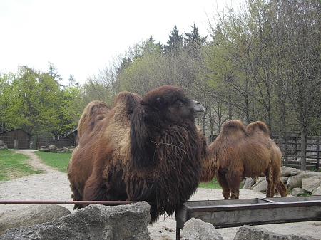 Zoo