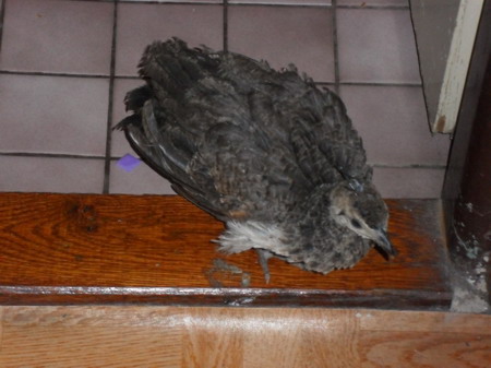 páv