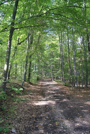 Naučná stezka lesem