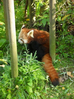 panda