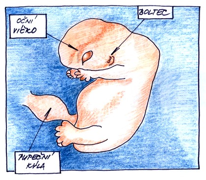 9. týden těhotenství - zárodek z boku