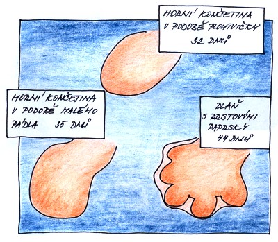 9. týden těhotenství - ruka zárodku