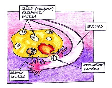 2. týden těhotenství