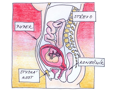 23. týden těhotenství