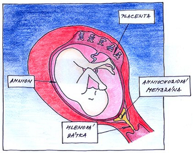 24. týden těhotenství