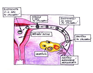 3. týden těhotenství