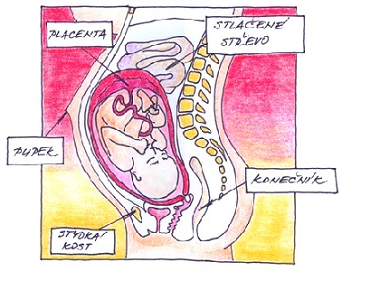 30.-34. týden vývoje miminka
