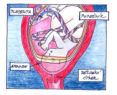 37. týden těhotenství