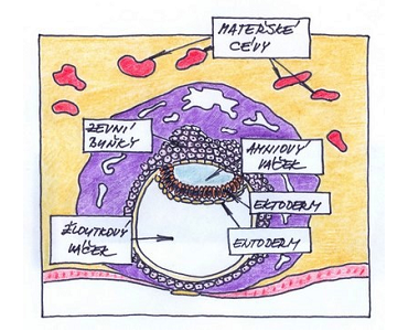 4. týden těhotenství