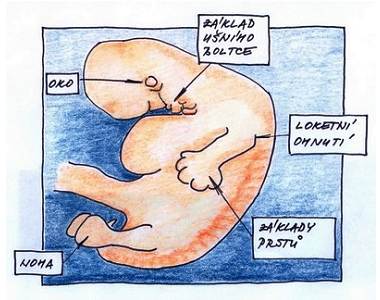 8. týden těhotenství