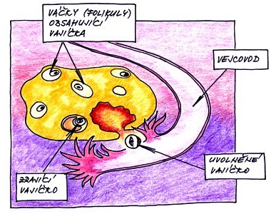 Období vývoje miminka