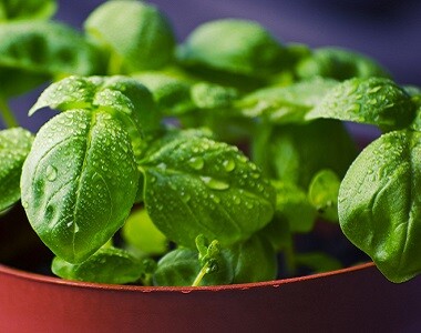 Bylinky v těhotenství