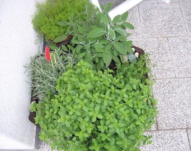 Den třetí - bylinky