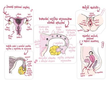 CO: Jaké informace o sexu naše dospívající děti potřebují vědět?