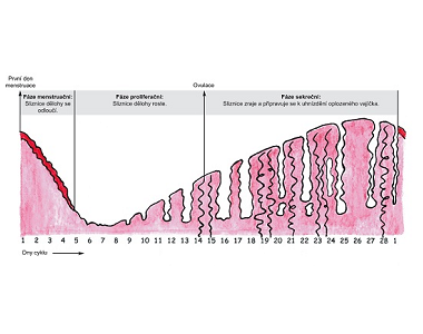 Menstruační cyklus