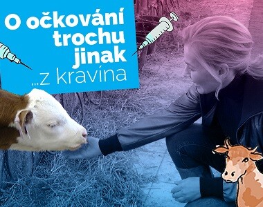 O OČKOVÁNÍ trochu jinak ...z kravína