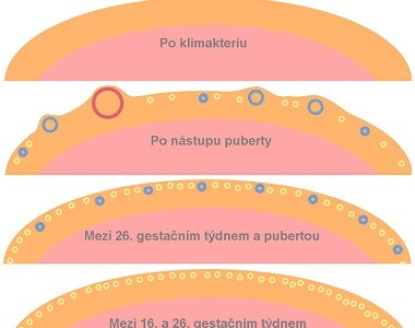Jak klesá ovariální rezerva s věkem, a tedy i plodnost ženy