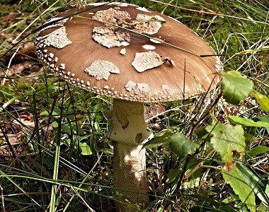 Muchomůrka tygrovaná (neboli panterová)