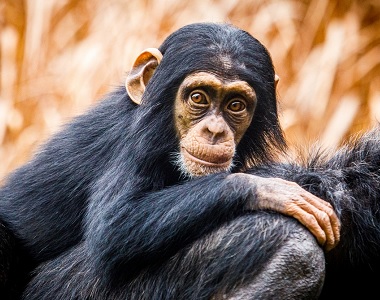 Moravskoslezský kraj, Ostrava: ZOO Ostrava - příroda na dosah