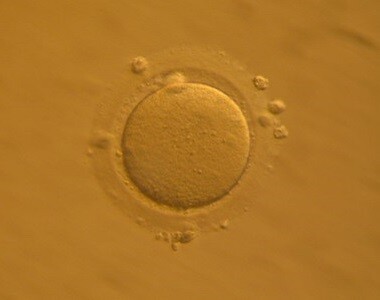 Vývoj miminka týden po týdnu