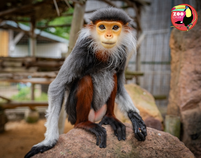 Zoo_Chleby