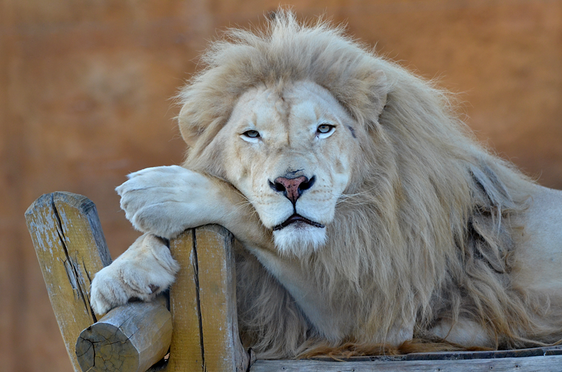 Zoo_Chleby
