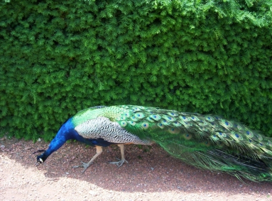 15727