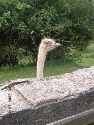 65439
