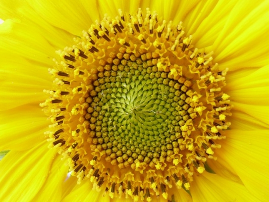 76568