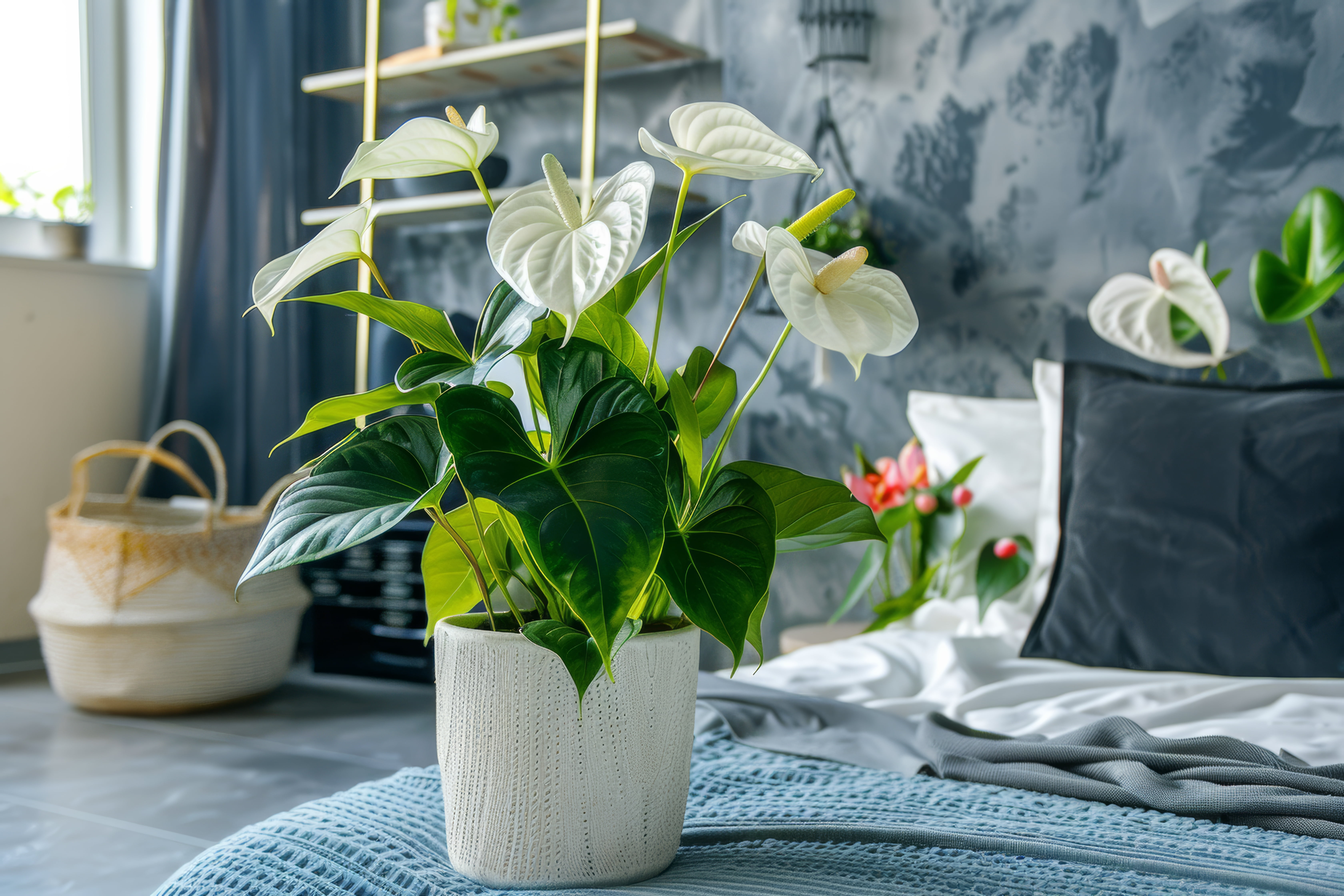 anthurium-potted-plant-bed