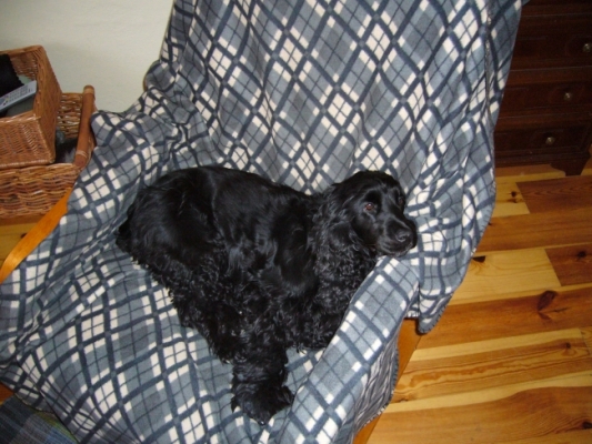20065
