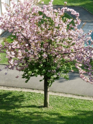 55267