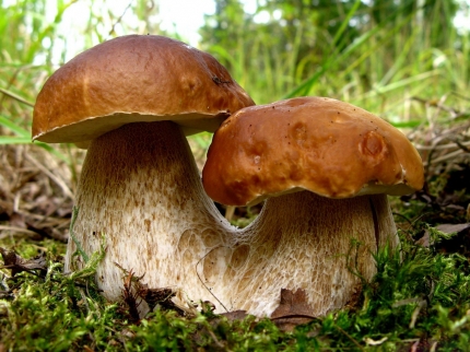 78) Klíště I