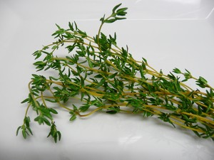 Tymián