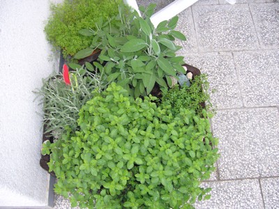 Bylinková zahrádka - oregano, šalvěj a tymián