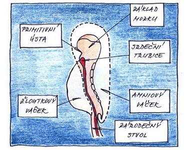 3. týden vývoje miminka