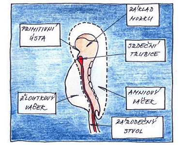 5. týden těhotenství