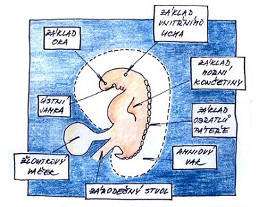 6. týden těhotenství