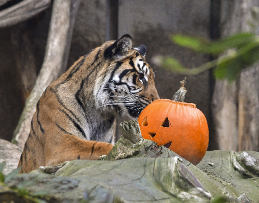 Kraj Vysočina, Jihlava: Zoo Jihlava